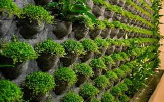 Живая стена из растений своими руками видео
